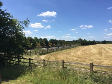 New planting on the North side of the M3 near Scutley Lane, Windlesham